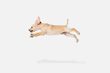 Image showing Little Labrador Retriever playing on white studio background