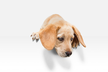 Image showing Little Labrador Retriever playing on white studio background