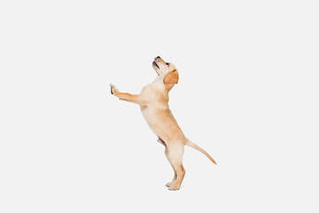 Image showing Little Labrador Retriever playing on white studio background