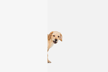 Image showing Little Labrador Retriever playing on white studio background