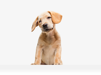 Image showing Little Labrador Retriever playing on white studio background