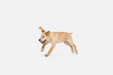 Image showing Little Labrador Retriever playing on white studio background