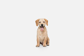 Image showing Little Labrador Retriever playing on white studio background