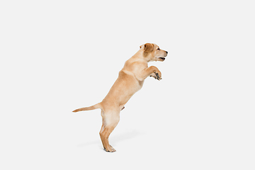 Image showing Little Labrador Retriever playing on white studio background