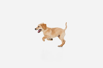 Image showing Little Labrador Retriever playing on white studio background