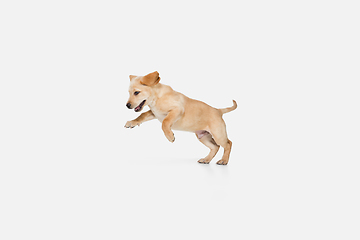 Image showing Little Labrador Retriever playing on white studio background