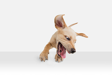 Image showing Little Labrador Retriever playing on white studio background