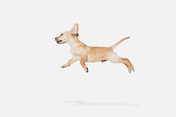 Image showing Little Labrador Retriever playing on white studio background