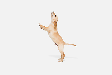 Image showing Little Labrador Retriever playing on white studio background