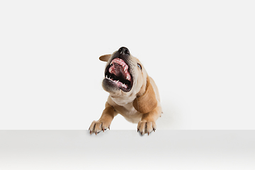 Image showing Little Labrador Retriever playing on white studio background