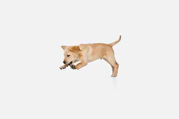 Image showing Little Labrador Retriever playing on white studio background