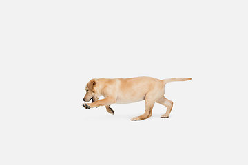 Image showing Little Labrador Retriever playing on white studio background