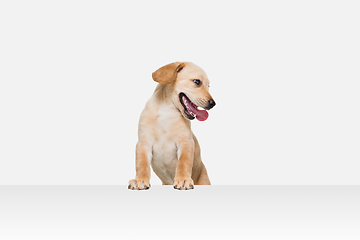 Image showing Little Labrador Retriever playing on white studio background