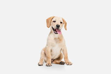 Image showing Little Labrador Retriever playing on white studio background