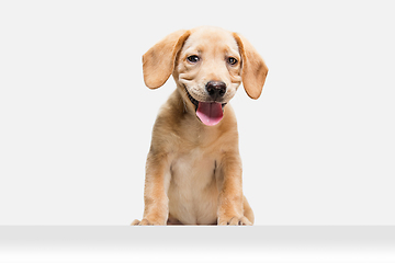 Image showing Little Labrador Retriever playing on white studio background