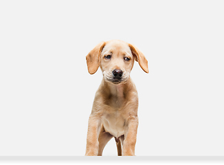 Image showing Little Labrador Retriever playing on white studio background