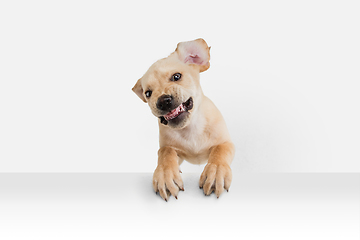 Image showing Little Labrador Retriever playing on white studio background