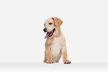 Image showing Little Labrador Retriever playing on white studio background