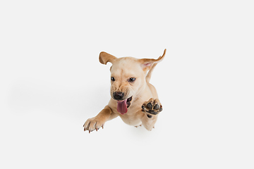 Image showing Little Labrador Retriever playing on white studio background