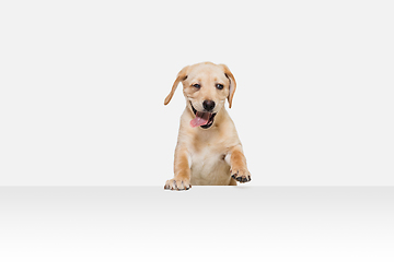 Image showing Little Labrador Retriever playing on white studio background