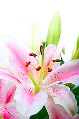 Image showing pink lily flower bouquet