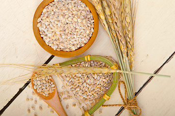 Image showing organic barley grains