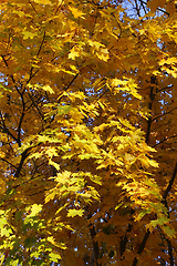 Image showing Beautiful golden autumn leaves of maple