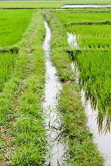 Image showing Rice field