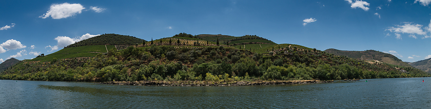 Image showing Vineyars in Douro Valley