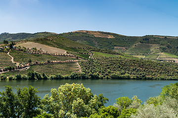 Image showing Point of view shot of terraced vineyards in Douro Valley