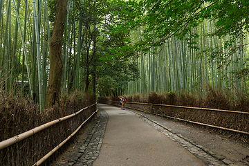 Image showing Bamboo forest in Arashiyama