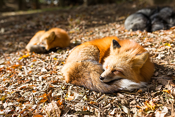 Image showing Sleeping fox