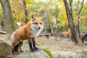 Image showing Wild fox