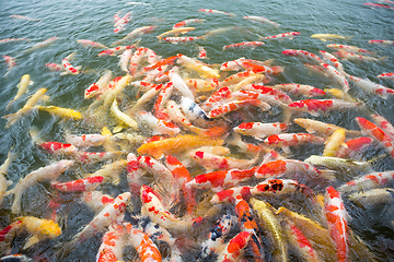 Image showing Many Koi fish
