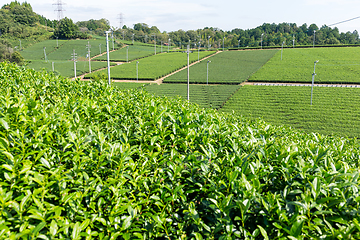 Image showing Fresh green tea plantation
