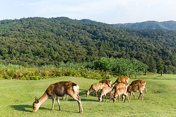 Image showing Group of deer eating grass together