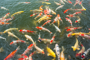 Image showing Japan Koi Carp in pond