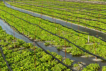 Image showing Green wasabi farm