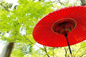 Image showing Red umbrella in the park with maple
