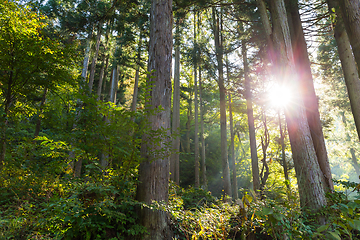 Image showing Tropical forest