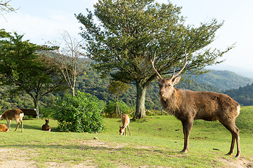 Image showing Deer herd and Deer buck standing in front