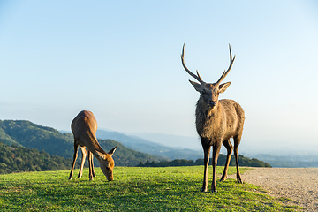 Image showing Male Deer at highland