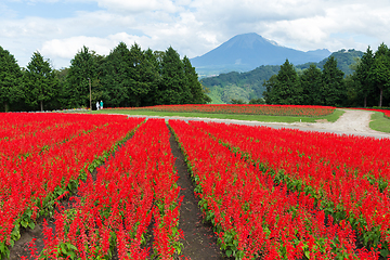 Image showing Salvia field and mount Daisen