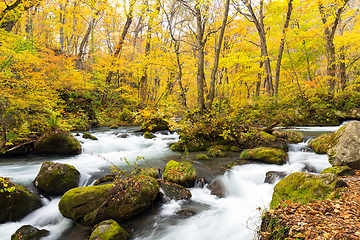 Image showing Oirase Mountain Stream in autumn