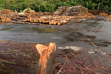 Image showing Timber in forest