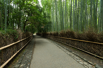 Image showing Kyoto, Japan bamboo forest