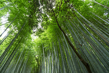 Image showing Bamboo forest