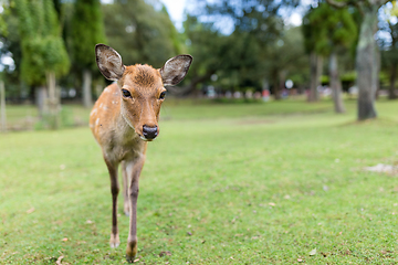 Image showing Cute Wild deer at park