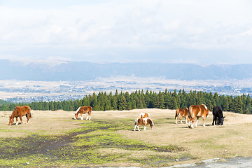 Image showing Pastures of horse farm