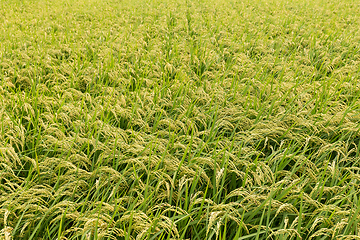 Image showing Fresh Rice field